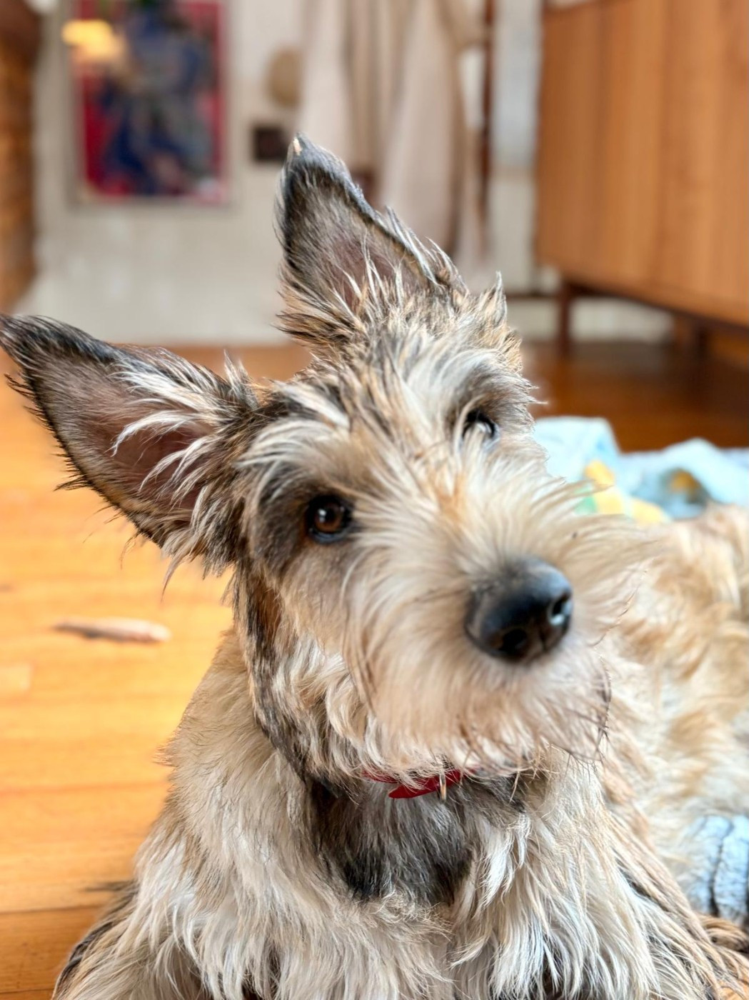 Les chiots de W'Ubby One