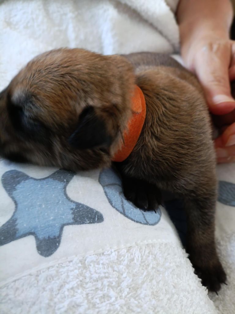 Du Val Soisy - Chiots disponibles - Berger de Picardie