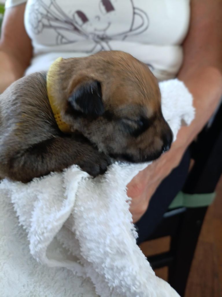 Du Val Soisy - Chiots disponibles - Berger de Picardie