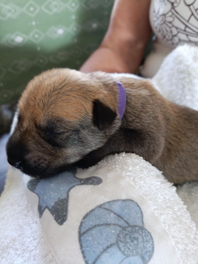 Du Val Soisy - Chiots disponibles - Berger de Picardie