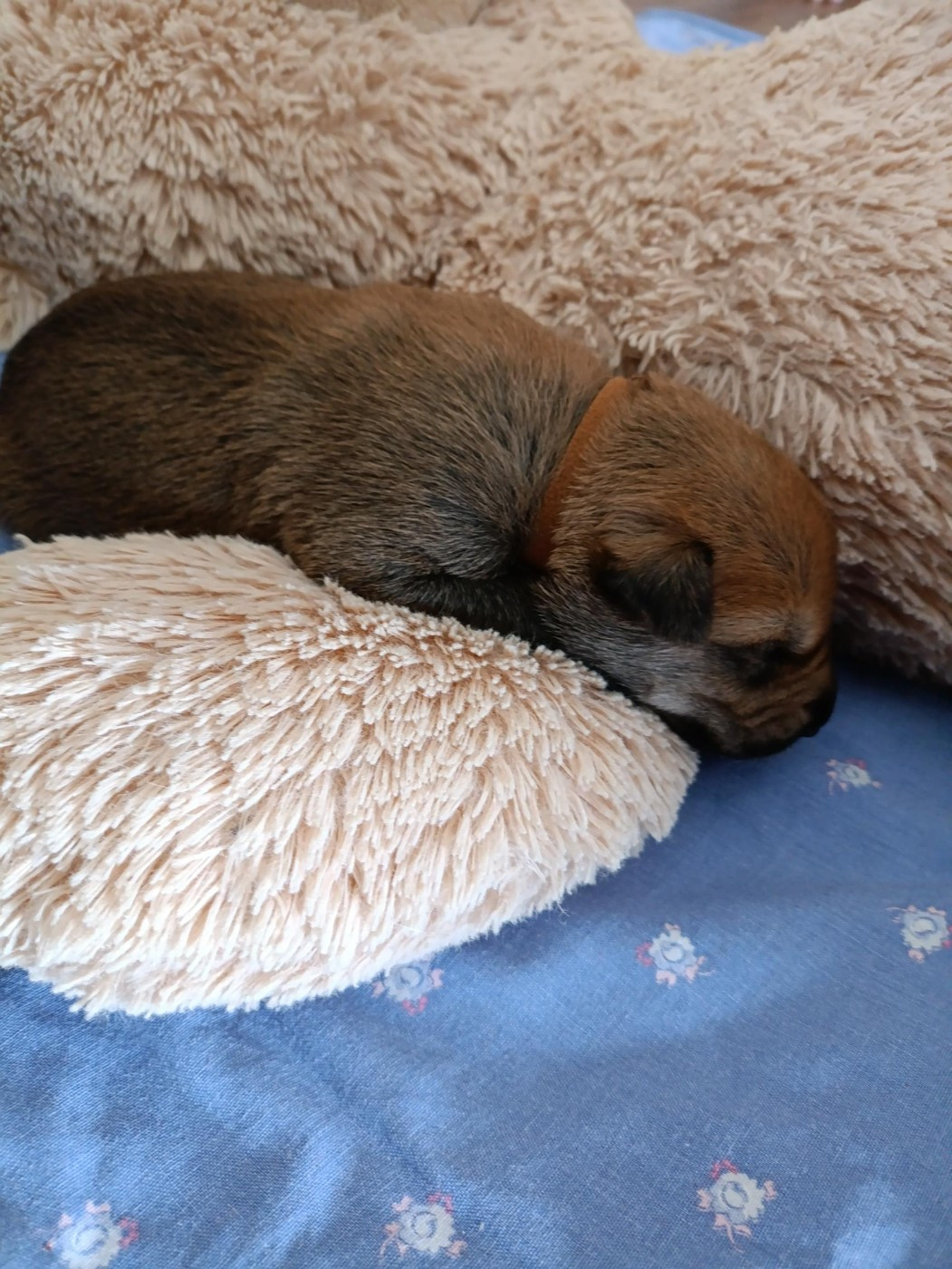Du Val Soisy - Chiots disponibles - Berger de Picardie
