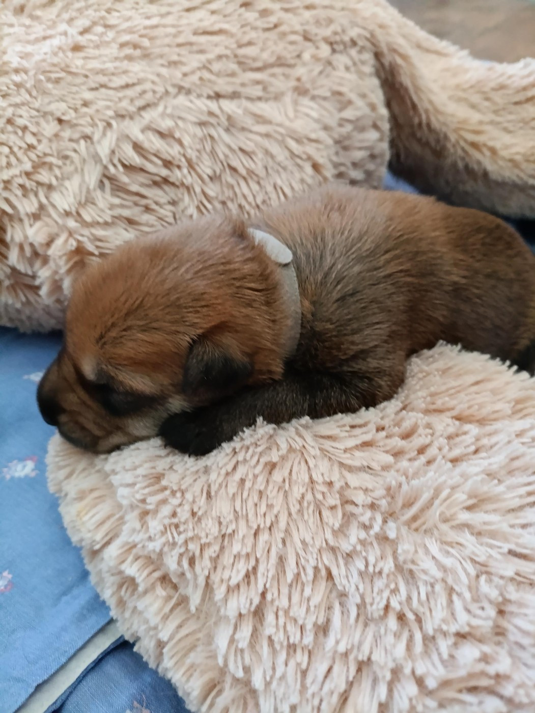 Du Val Soisy - Chiots disponibles - Berger de Picardie