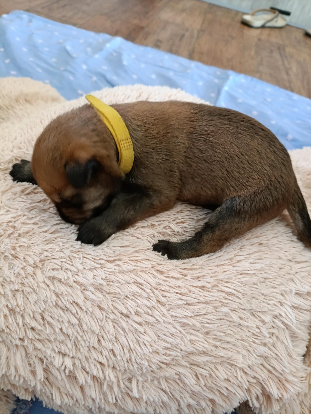 Du Val Soisy - Chiots disponibles - Berger de Picardie