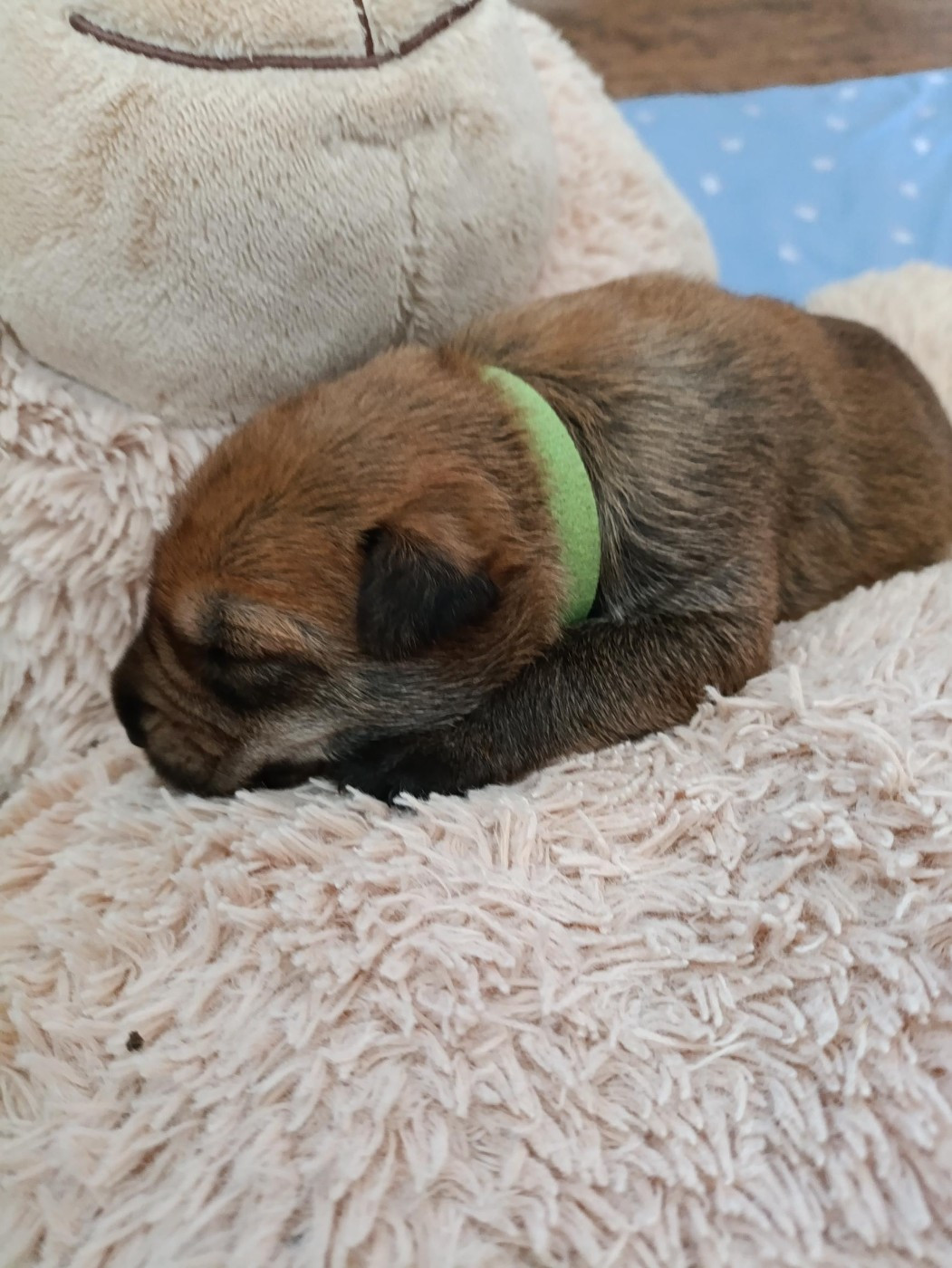 Du Val Soisy - Chiots disponibles - Berger de Picardie
