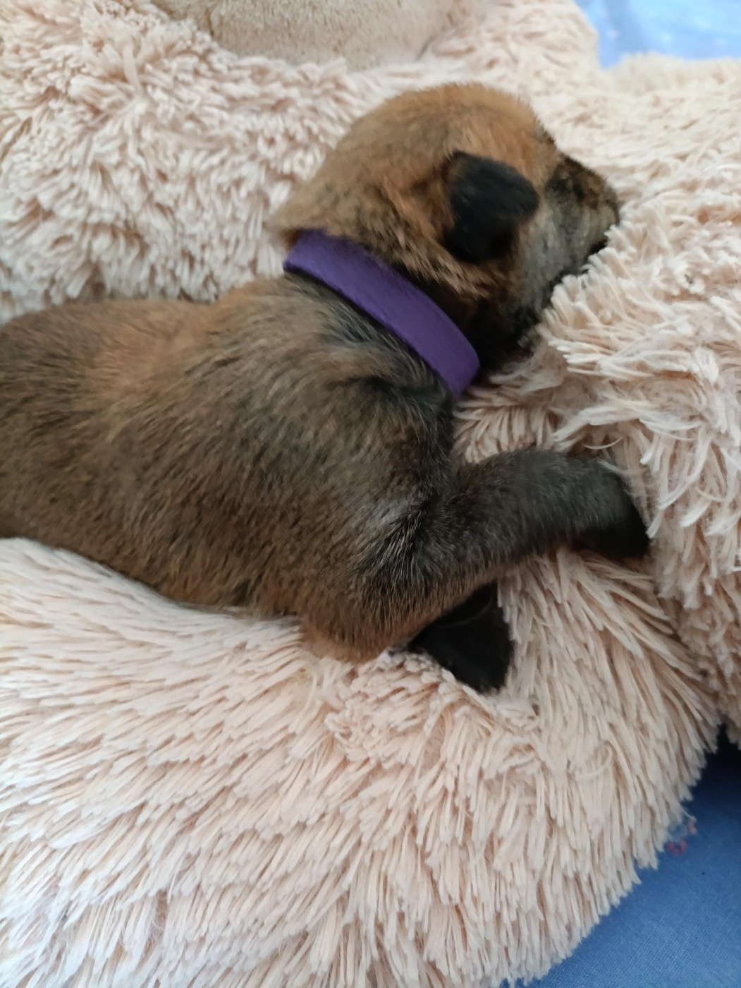 Du Val Soisy - Chiots disponibles - Berger de Picardie