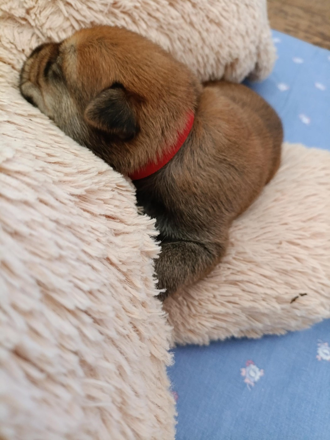 Du Val Soisy - Chiots disponibles - Berger de Picardie