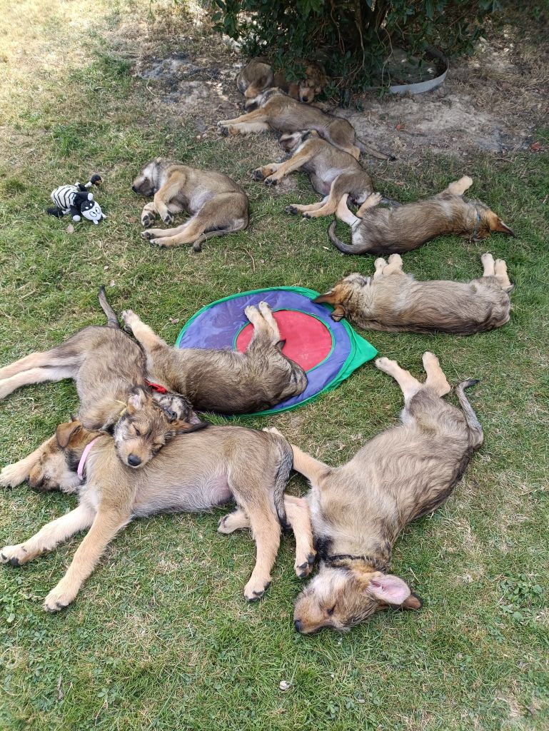 Du Val Soisy - Berger de Picardie - Portée née le 02/08/2025