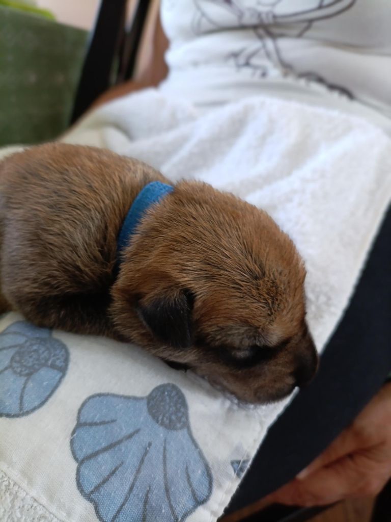 Du Val Soisy - Chiots disponibles - Berger de Picardie