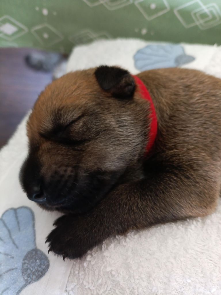 Du Val Soisy - Chiots disponibles - Berger de Picardie