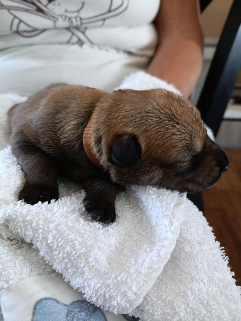 Du Val Soisy - Chiots disponibles - Berger de Picardie