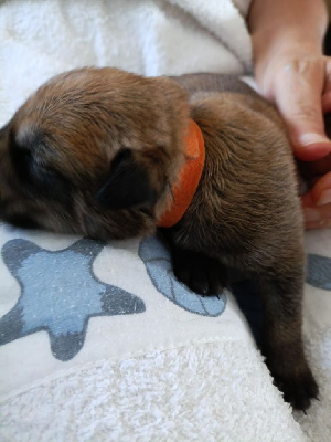 CHIOT
