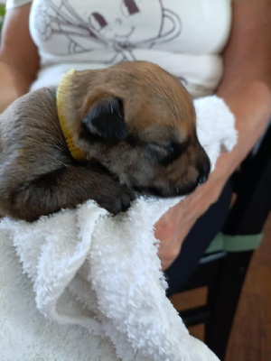 CHIOT