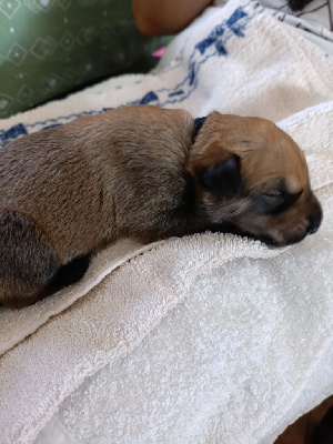 CHIOT
