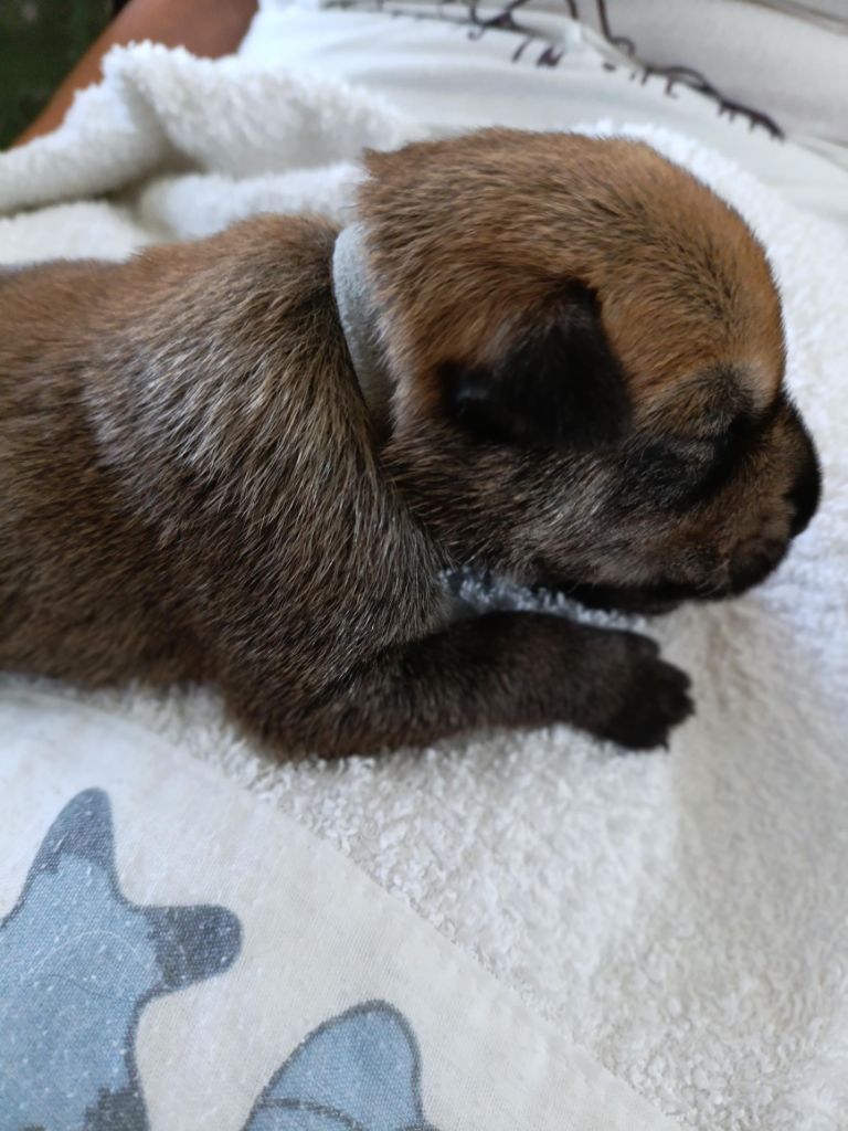 Du Val Soisy - Chiots disponibles - Berger de Picardie