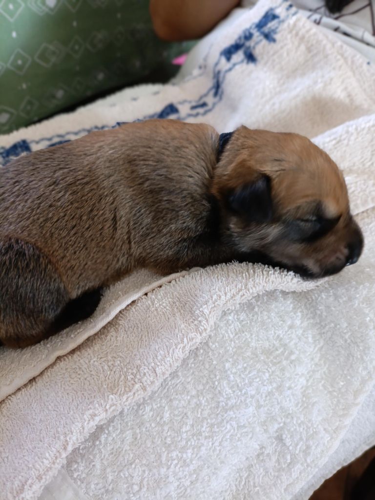 Du Val Soisy - Chiots disponibles - Berger de Picardie