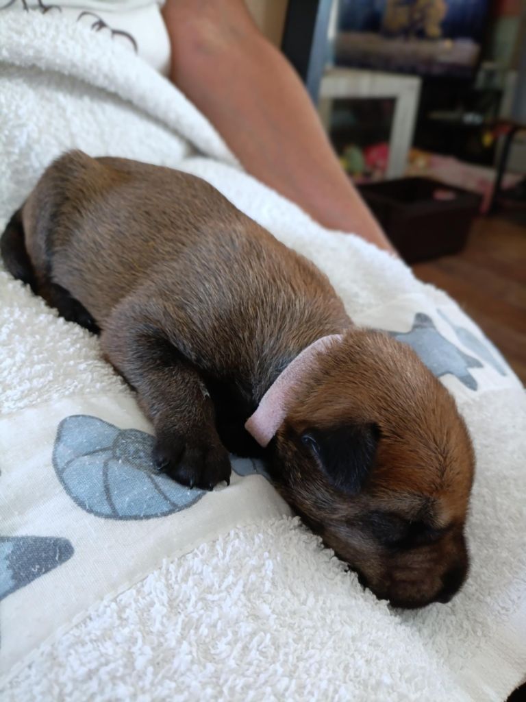 Du Val Soisy - Chiots disponibles - Berger de Picardie