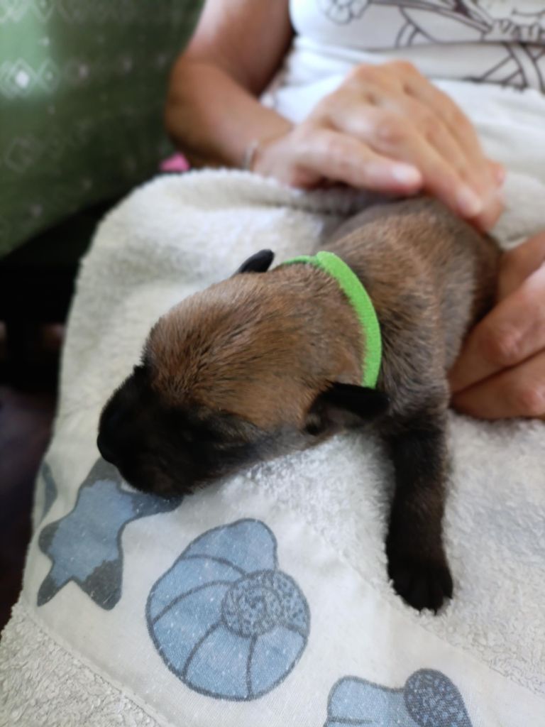 Du Val Soisy - Chiots disponibles - Berger de Picardie